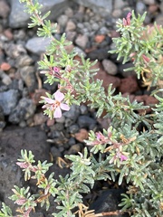 Frankenia pulverulenta