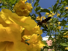 Apis dorsata
