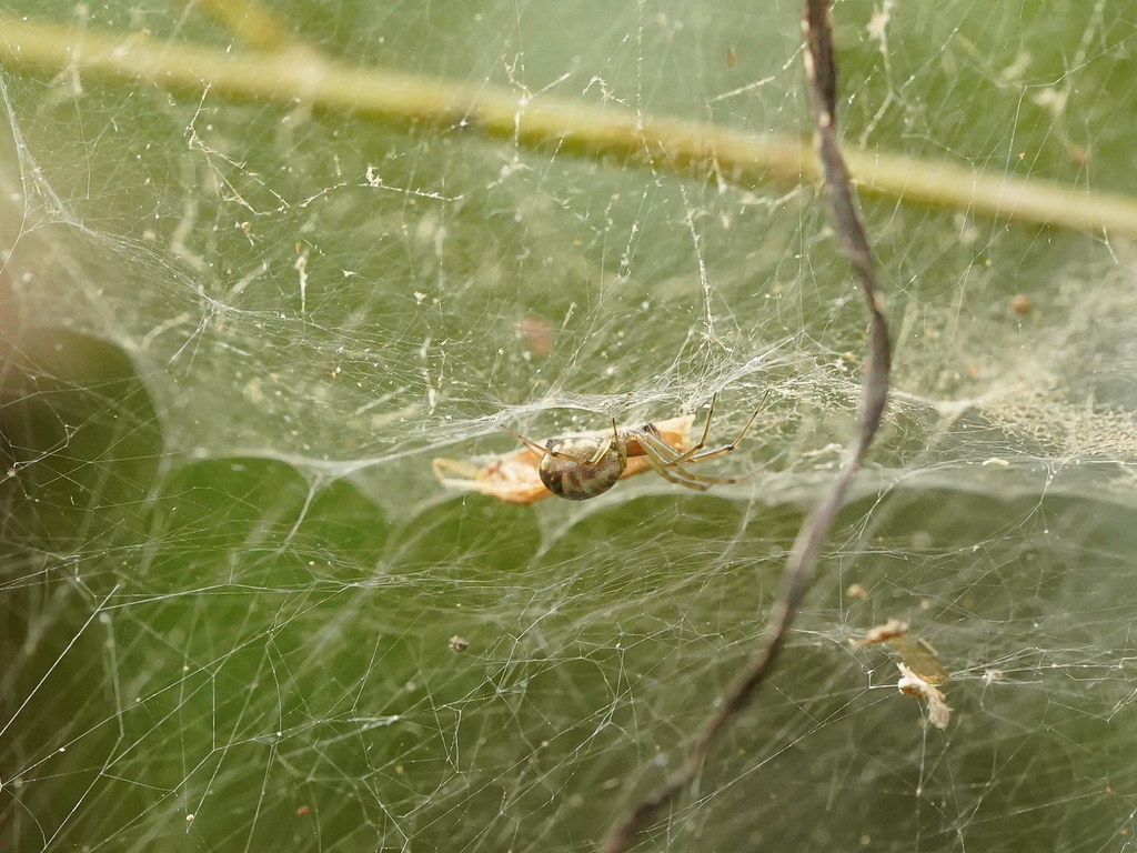 Spiders from Yilan, Taiwan, Taiwan on January 27, 2023 at 10:28 AM by ...