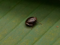 Hemisphaerius