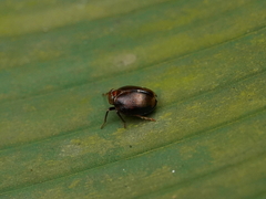 Hemisphaerius