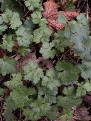 Geranium phaeum