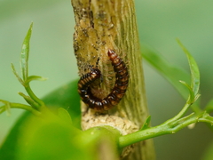 Helicorthomorpha