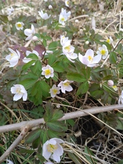 Isopyrum thalictroides