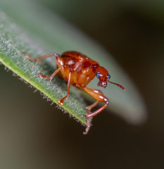 Leptapoderus