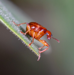 Leptapoderus