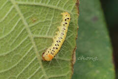 Xanthodes transversa