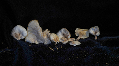 Panellus mitis