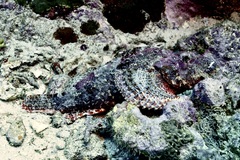 Scorpaenopsis oxycephalus