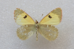 Euchloe charlonia