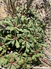 Limonium pseudominutum