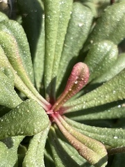 Limonium pseudominutum