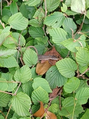 Takydromus tachydromoides