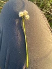 Fuirena scirpoidea