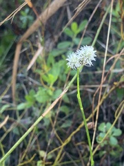 Fuirena scirpoidea