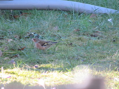 Fringilla coelebs