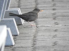 Turdus merula cabrerae