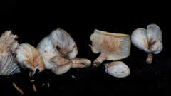 Panellus mitis