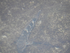 Mauligobius maderensis