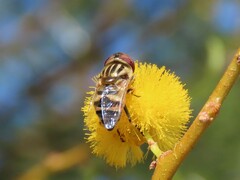 Eristalinus