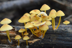 Mycena renati