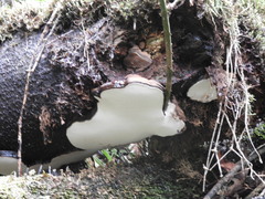 Ganoderma brownii