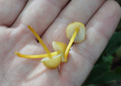 Mycena renati