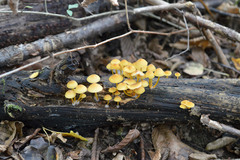Mycena renati