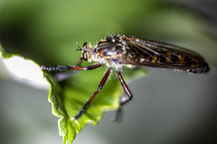 Chrysopogon muelleri