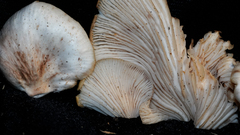 Panellus mitis