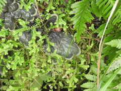 Peltigera membranacea