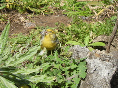 Serinus canaria canaria
