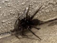 Thelechoris striatipes