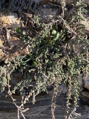 Camphorosma monspeliaca