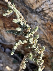 Camphorosma monspeliaca