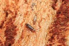 Willowsia nigromaculata