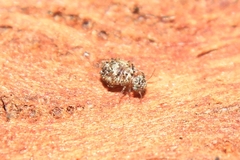 Mesopsocus
