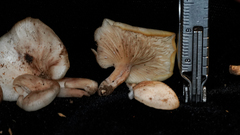 Panellus mitis