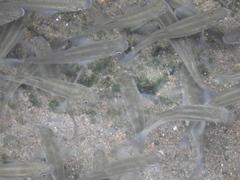 Mugilidae