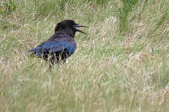 Corvus capensis capensis