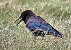 Corvus capensis capensis