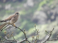 Falco tinnunculus canariensis