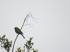 Serinus canaria canaria