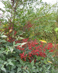 Nandina domestica