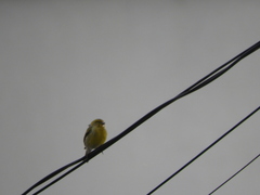 Serinus canaria canaria