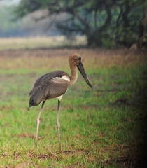 Ephippiorhynchus asiaticus