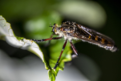 Chrysopogon muelleri