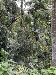 Trachypithecus obscurus