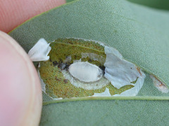Macrosaccus robiniella