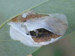 Macrosaccus robiniella
